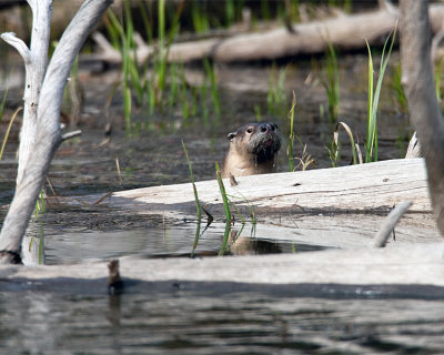 Otter in the Water.jpg