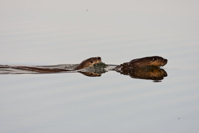 Two Otters Swimming in Sedge Bay.jpg