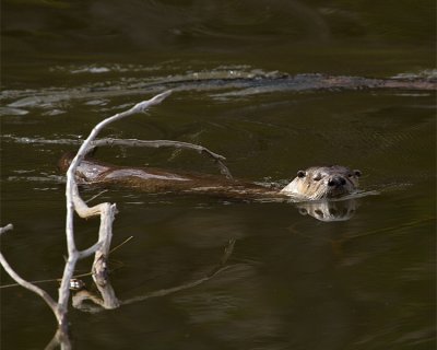 River Otter in the Lagoon Near Sedge Bay.jpg