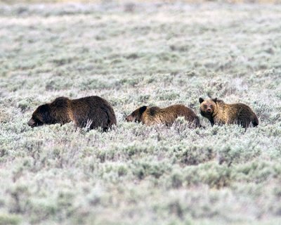 Quad Mom with Cubs at Swan Lake Flats.jpg