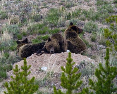 Quad Mom on a Boulder with Cubs.jpg