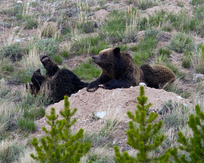 Quad Mom with Two Cubs on a Boulder at Swan Lake Flats.jpg