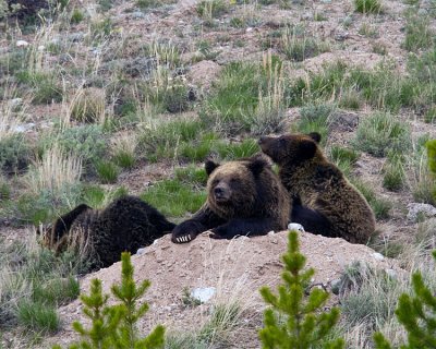 Quad Mom with Two Cubs on a Boulder at Swan Lake Flats 2.jpg