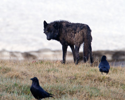 Black Canyon Wolf with Ravens.jpg