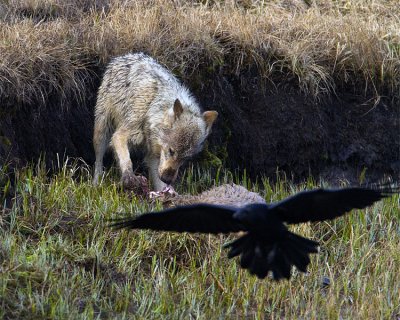 White Wolf on an Elk Carcass with Flying Raven.jpg