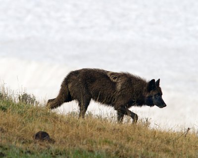 Canyon Pack Wolf Heading Down the Hill.jpg