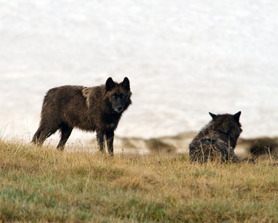 Canyon Pack Black Wolf at Alum Creek.jpg