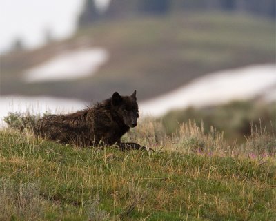 Wolf Laying Down on the Hill.jpg