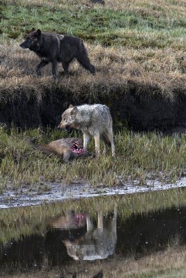 Two Canyon Pack Wolves by Alum Creek.jpg