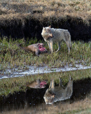 White Wolf on the Carcass Reflection.jpg