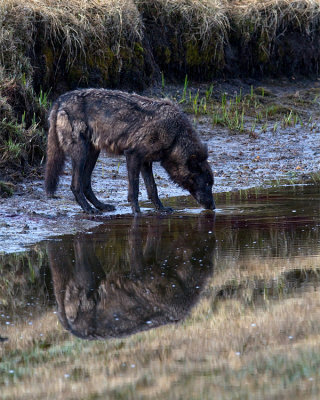 Canyon Pack Wolf Drinking at Alum Creek.jpg