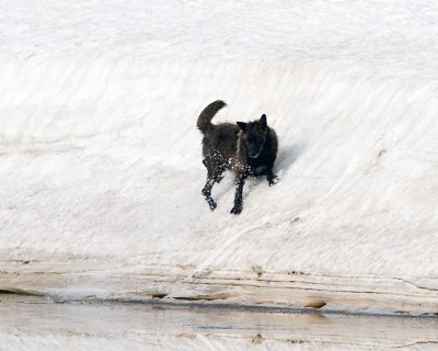 Black Canyon Wolf Sliding Down the Snow Hill.jpg