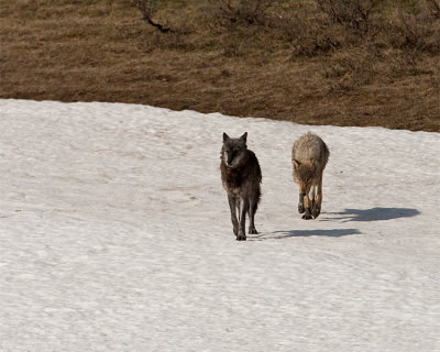 Two Canyon Pack Wolves on the Snow.jpg