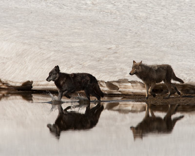 Two Canyon Wolves Crossing Alum Creek.jpg