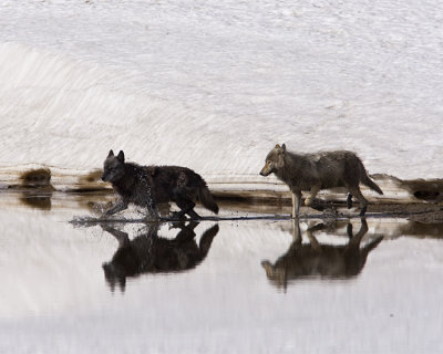 Canyon Wolves in the Creek.jpg