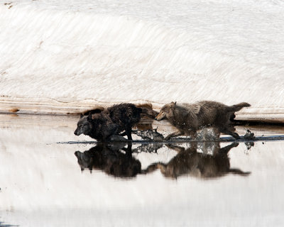 Two Canyon Pack Wolves Running Across Alum Creek.jpg