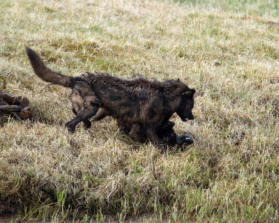 Canyon Wolves Fighting Over the Carcass.jpg