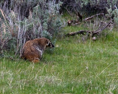 Badger in Little America.jpg