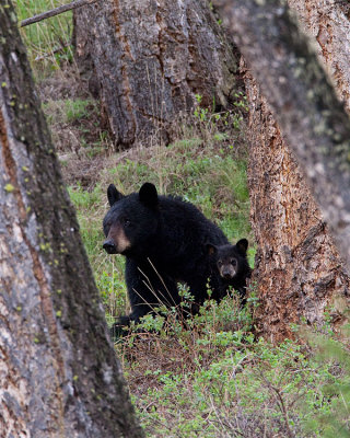Black Bear with Cub.jpg