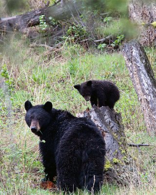Black Bear with Cub on a Stump.jpg
