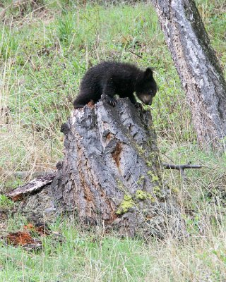 Black Bear Cub on a Stump.jpg
