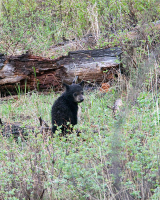 Black Bear Cub in the Woods.jpg