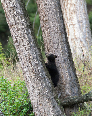 Black Bear Cub Climbing a Tree.jpg