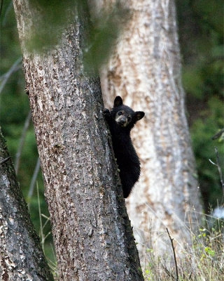 Black Bear Cub in a Tree.jpg