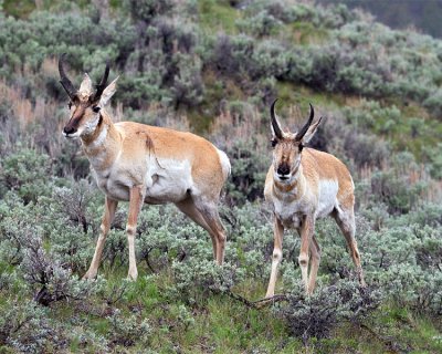 Pronghorn Bucks.jpg