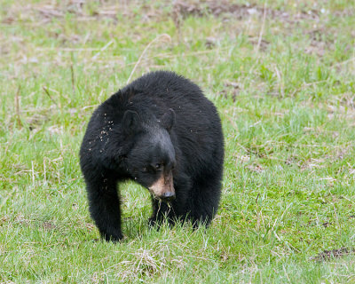 Black Bear in the Grass.jpg