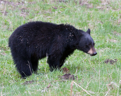 Black Bear Near Rainy Lake.jpg