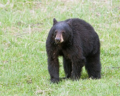 Black Bear Grazing.jpg