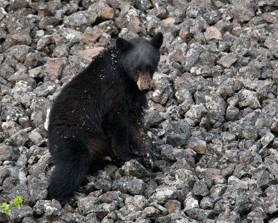 Black Bear on the Scree Slope.jpg