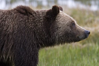 Grizzly Bear Closeup Near Norris.jpg