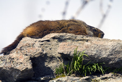 Marmot on a Rock.jpg