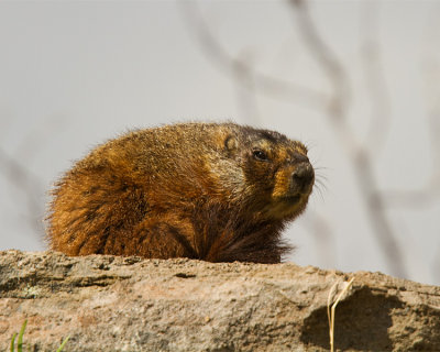 Marmot at Mary Bay.jpg