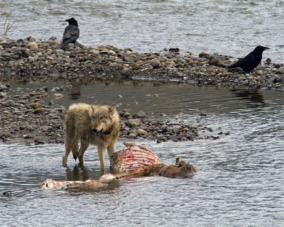 Lamar Canyon Wolf on an Elk Carcass in the River.jpg