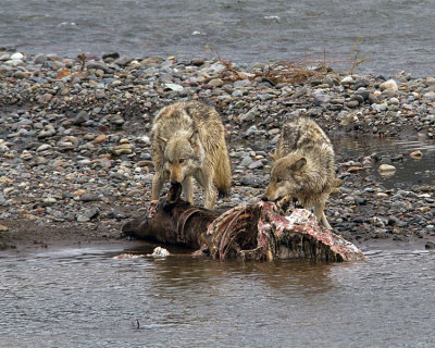 Lamar Canyon Wolves on the Kill.jpg