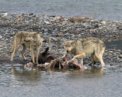 Two Lamar Canyon Wolves on an Elk Carcass.jpg