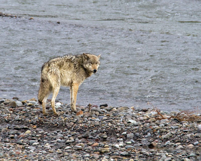 Grey Lamar Canyon Wolf by the Lamar River.jpg