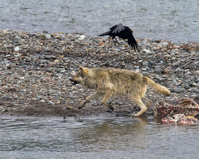 Lamar Canyon Wolf Lunging at a Raven.jpg