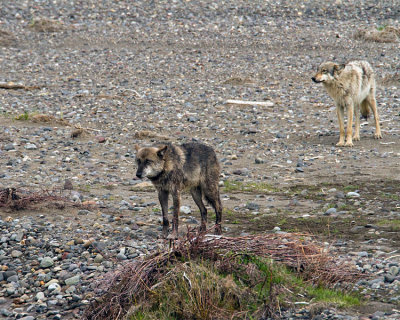 Lamar Canyon Alpha and Friend.jpg