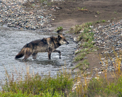 Lamar Canyon Pack Alpha Coming Out of the Water.jpg