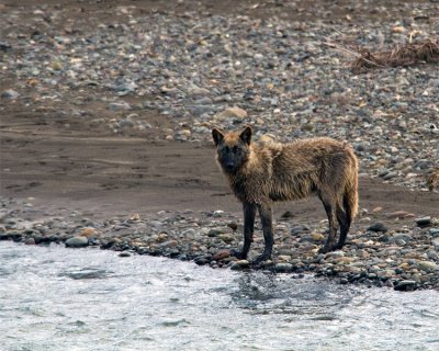 Lamar Canyon Wolf.jpg