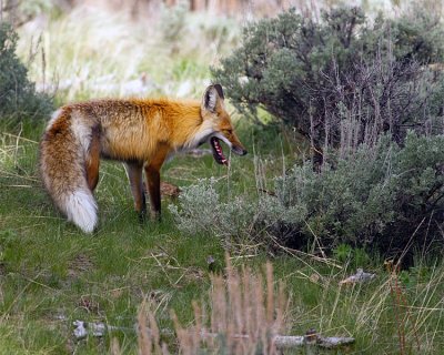 Fox Near Yellowstone Picnic Area.jpg