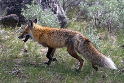 Fox Across from Yellowstone Picnic Area.jpg