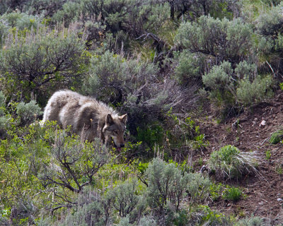 Lamar Canyon Wolf in the Sage by Soda Butte Cone.jpg