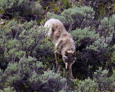 Lamar Canyon Wolf Coming Down the Hill By Soda Butte Cone.jpg