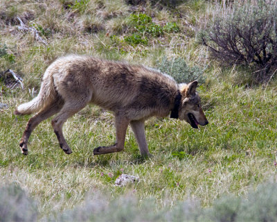 Lamar Canyon Pack Wolf Near Soda Butte Cone.jpg
