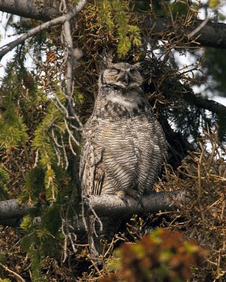 Great Horned Owl Mom Stretching.jpg